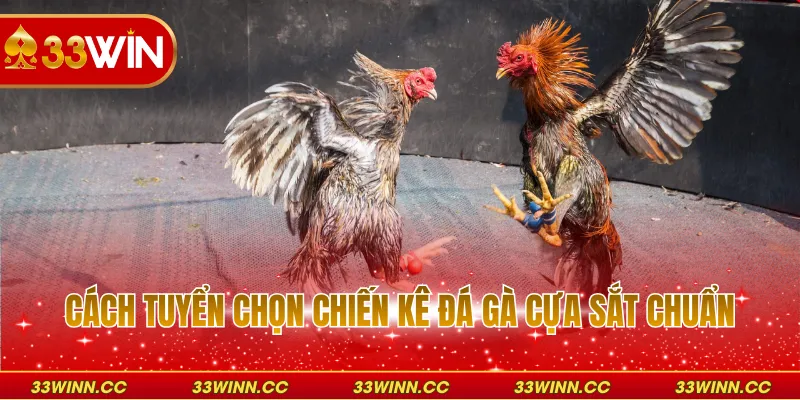 Cách tuyển chọn chiến kê đá gà cựa sắt chuẩn
